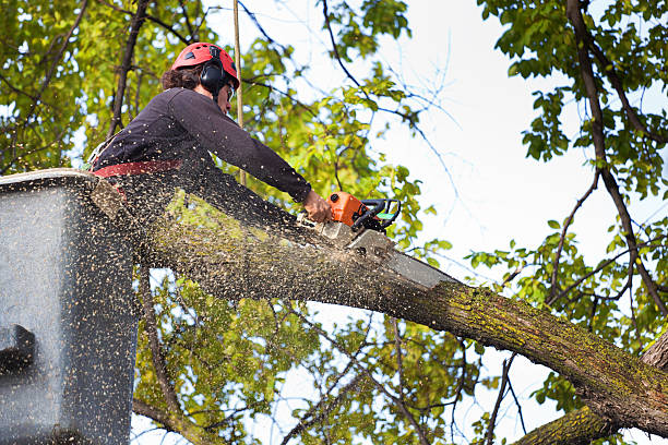 The Steps Involved in Our Tree Care Process in Zuni Pueblo, NM